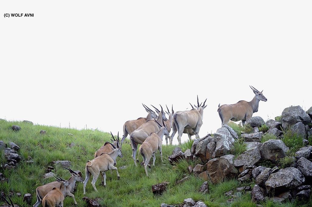 Giantscup Wilderness Reserve Underberg Esterno foto